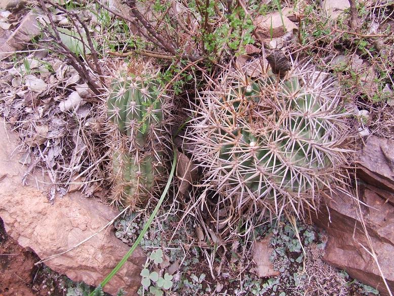 Pyrrhocactus creciendo junto a un pequeño quisco (Trichocereus chilensis)
