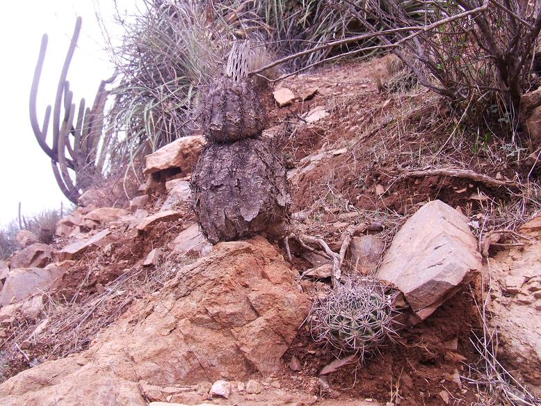 Acróbatas del cerro...