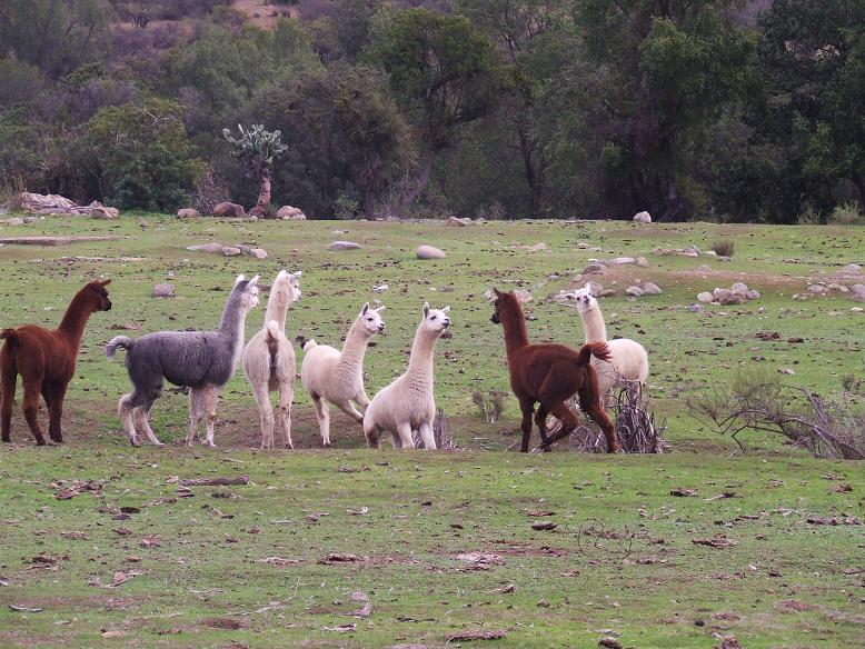 Alpacas y guanacos pastando en el campo