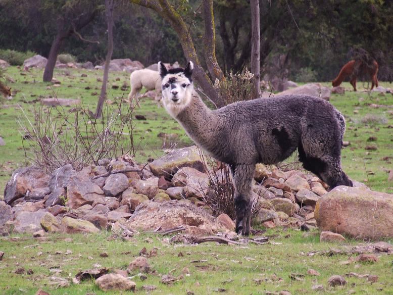 Curioso colorido de esta alpaca?