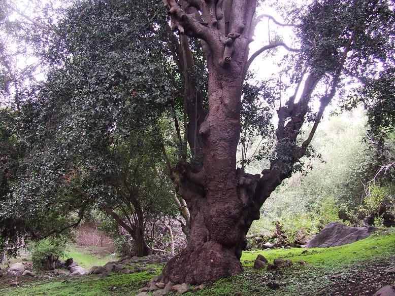 En las quebradas, gigantescos bellotos