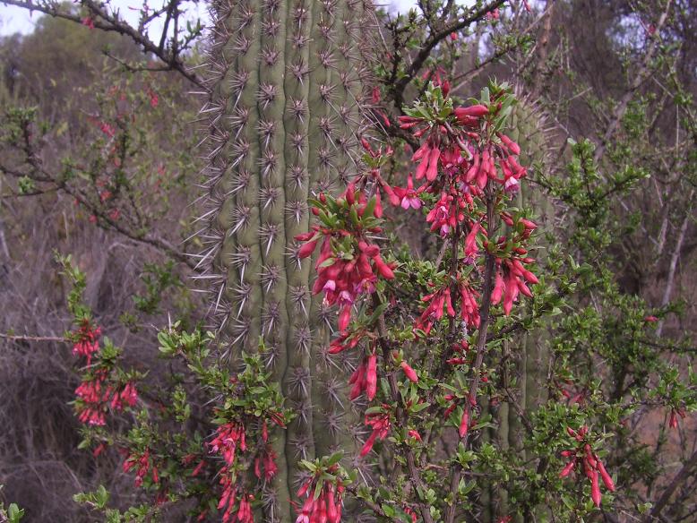 Detalle de &quot;coralito&quot; (Fucsia lisyoides)