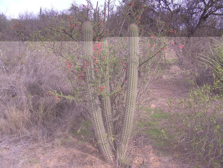 Quisco (T. chilensis) como planta nodriza de &quot;coralito&quot;