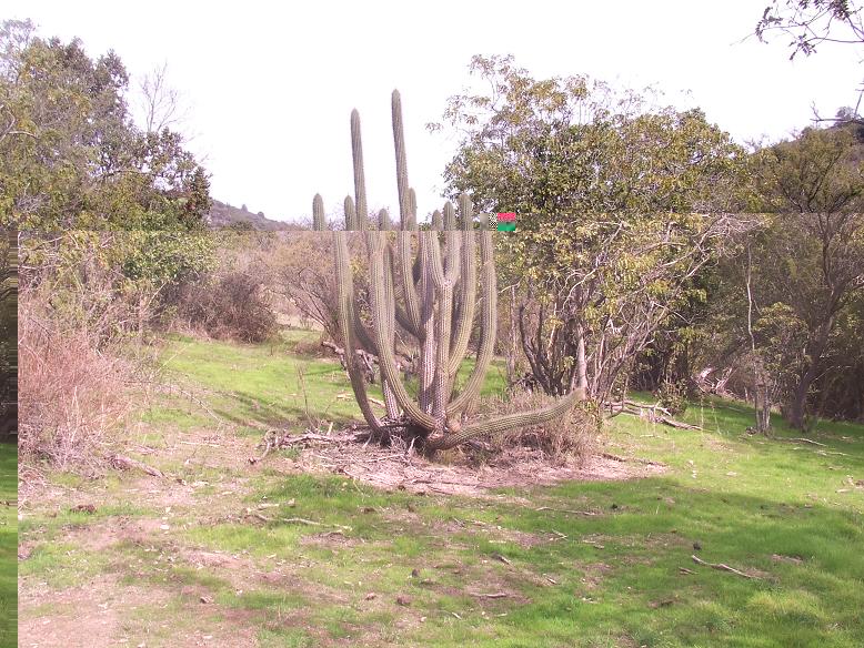 Hábitat soleado, a media ladera del cerro