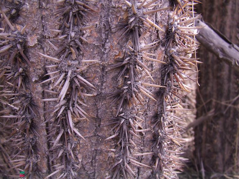 Detalle del tronco viejo, de la base de la planta, de color gris oscuro