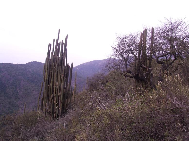 Gran ejemplar de T. chilensis