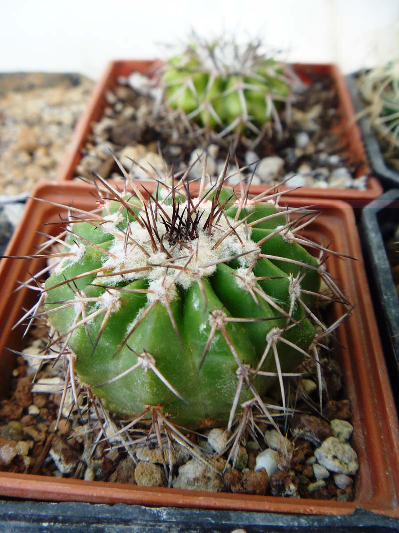 Frailea