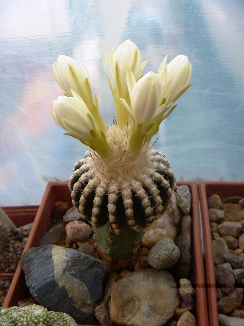Obregonia Denegrii