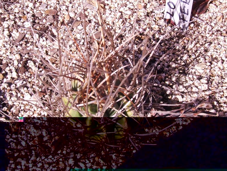 DSCF9036 a.jpg