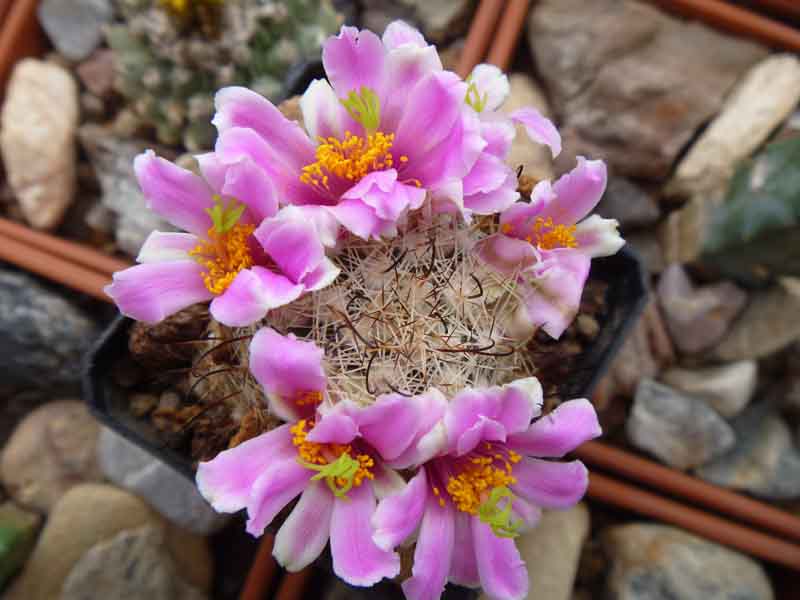 Mamillaria Booli