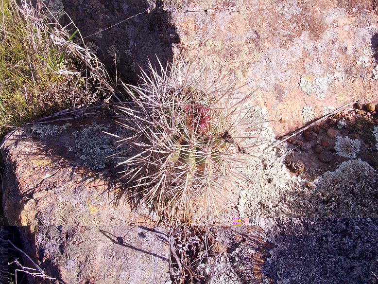 E. subgibossa