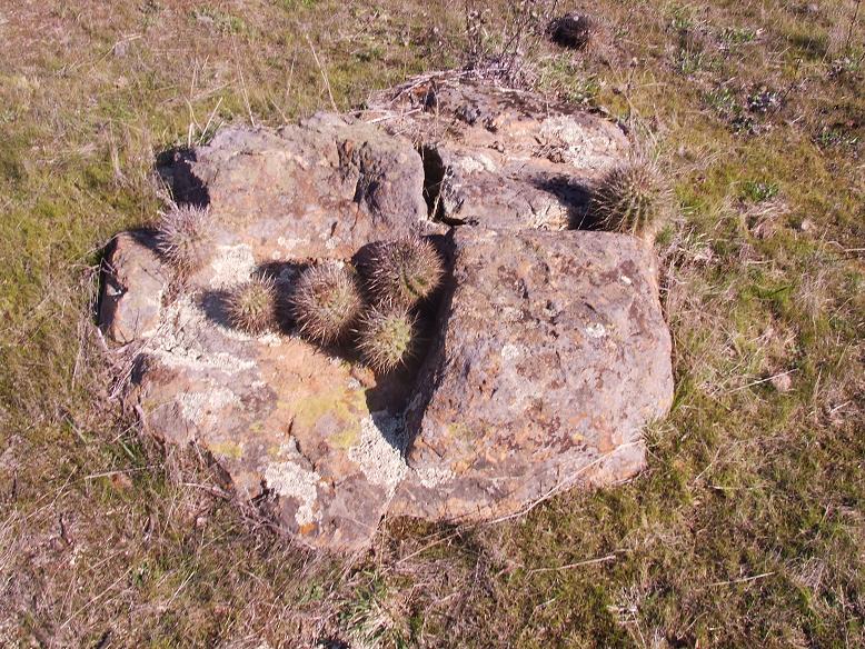 Población de E. subgibossa creciendo en una &quot;isla&quot; de piedra. No hay cactus directamente en el suelo en los alrededores