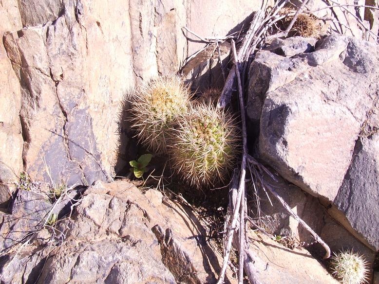 E. subgibossa