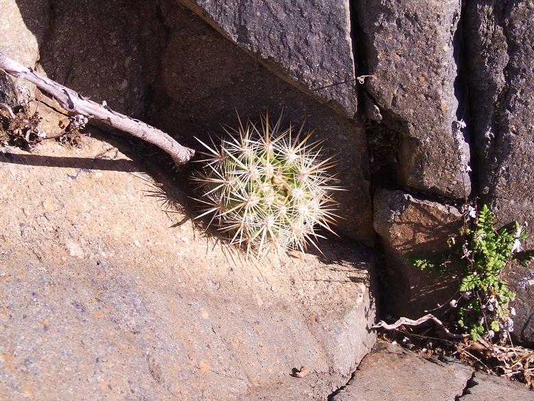 E. subgibossa (oE. chilensis albidiflora?) con espinas blancas