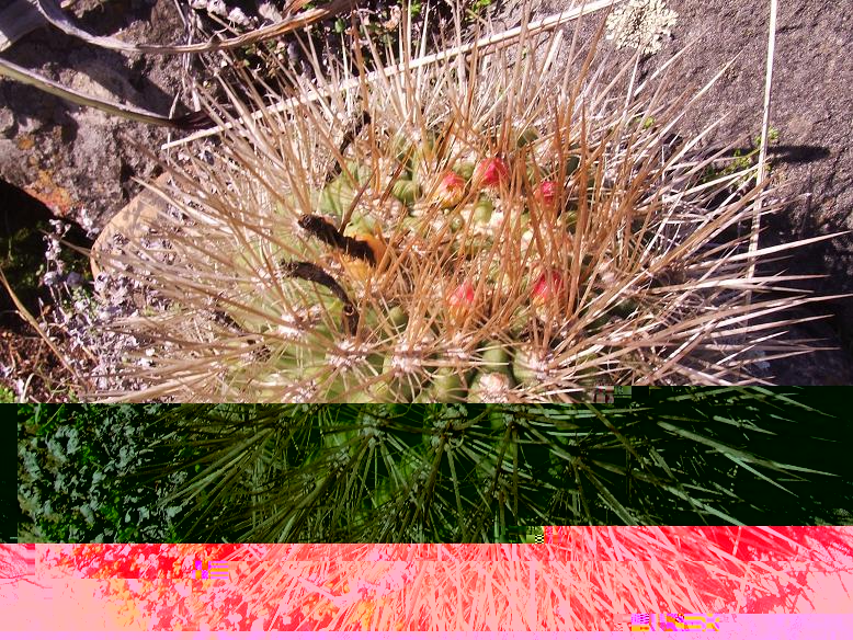 E. subgibossa pronto a florecer