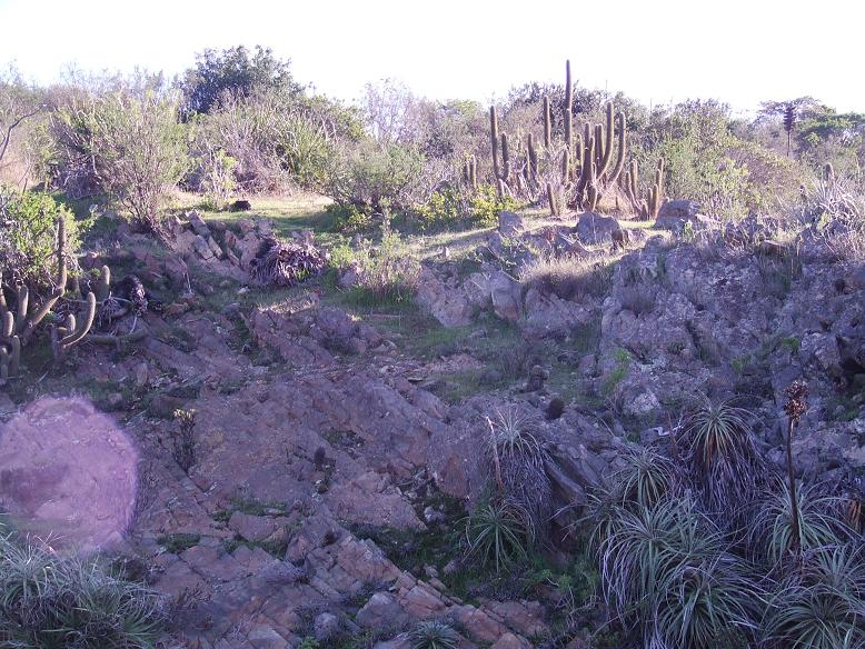 En estos roqueríos comparten hábitat P. mutabilis, N. subgibossa Echinopsis chilensis  y Puya chilensis.