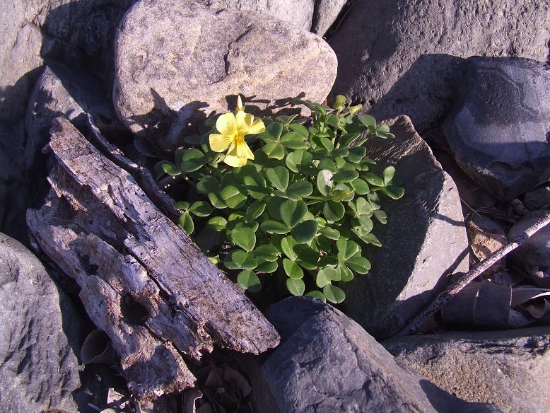 Una oxalis, suculenta nativa
