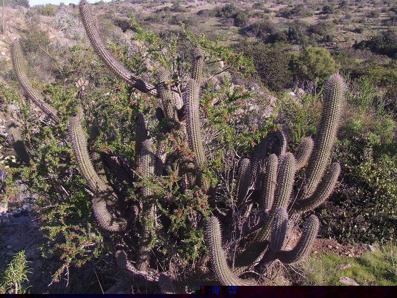 Echinopsis chilensis creciendo junto con Fuchsia lycioides