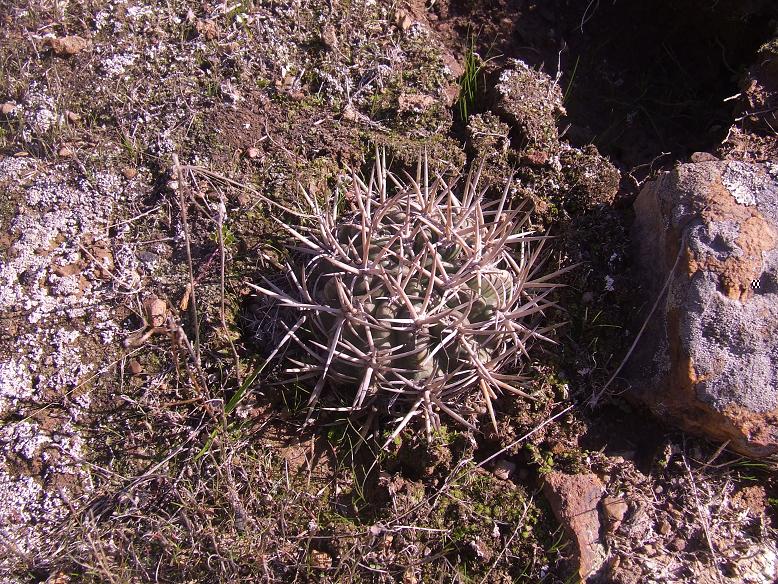 P. mutabilis