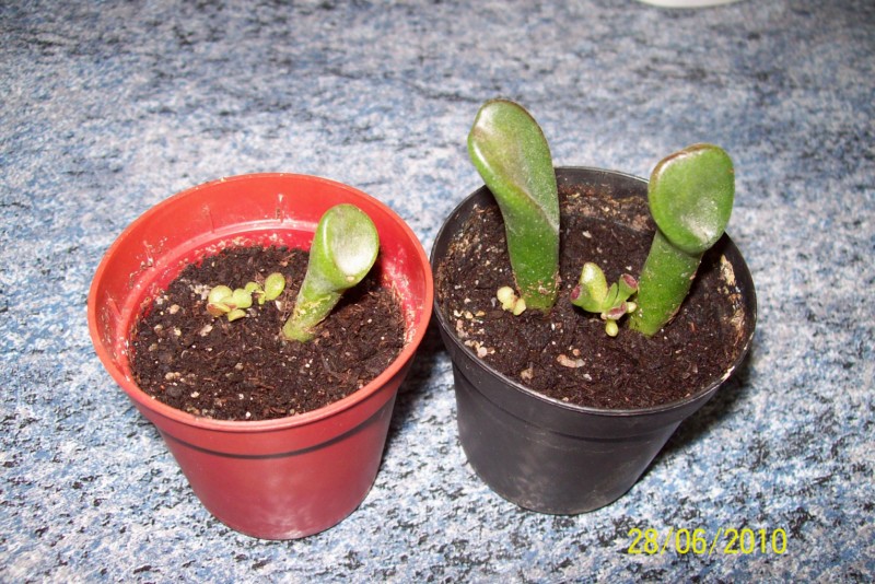 Esta primera creo que son una Crassula, pero son algo diferentes, una tiene la parte superior mas cerrada y redonda que la otra.