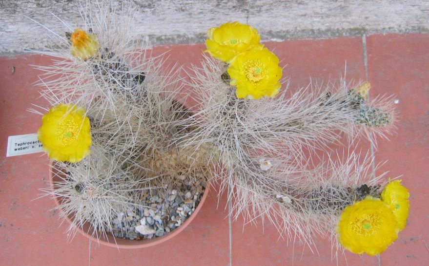 Copia de Tephrocactus weberi  4-7-2010-01.JPG