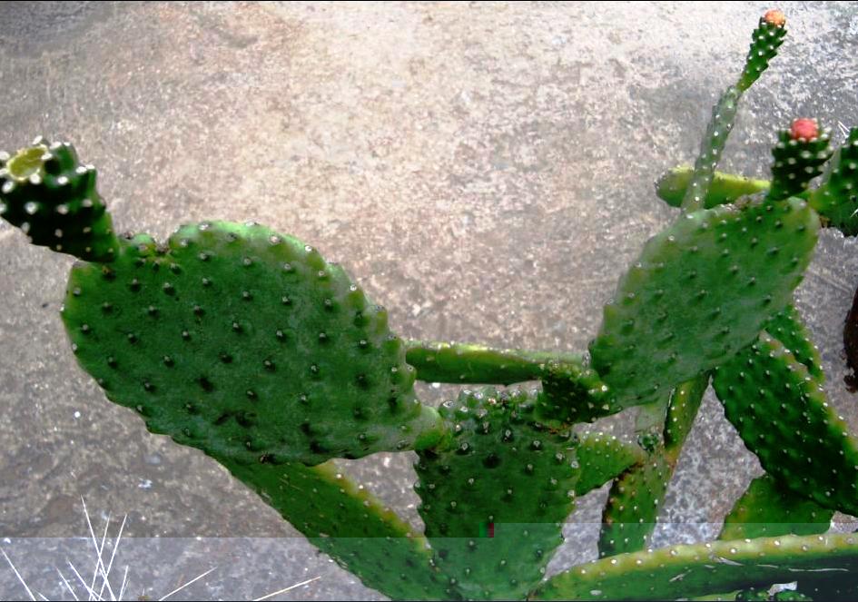 Consolea macracantha.JPG