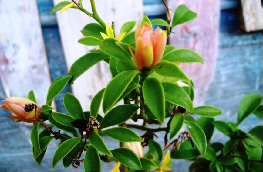Pereskia aculeata1.JPG