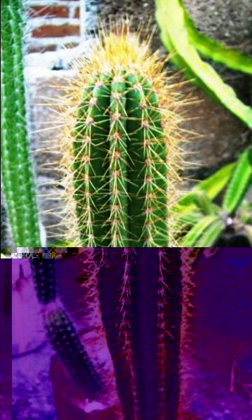 Pilosocereus robinii.JPG
