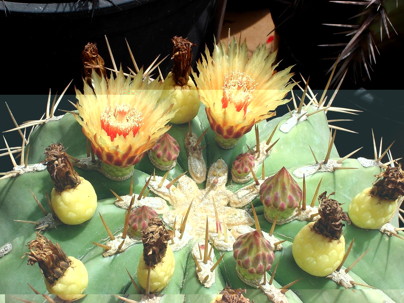 F. pottsii 170710 001 [50%].jpg