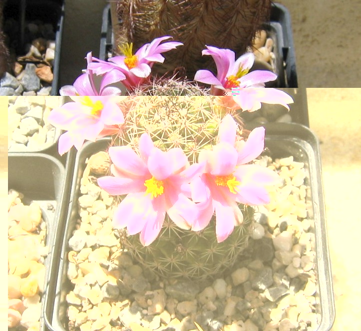 Mammillaria 18-7-2010-0006.JPG