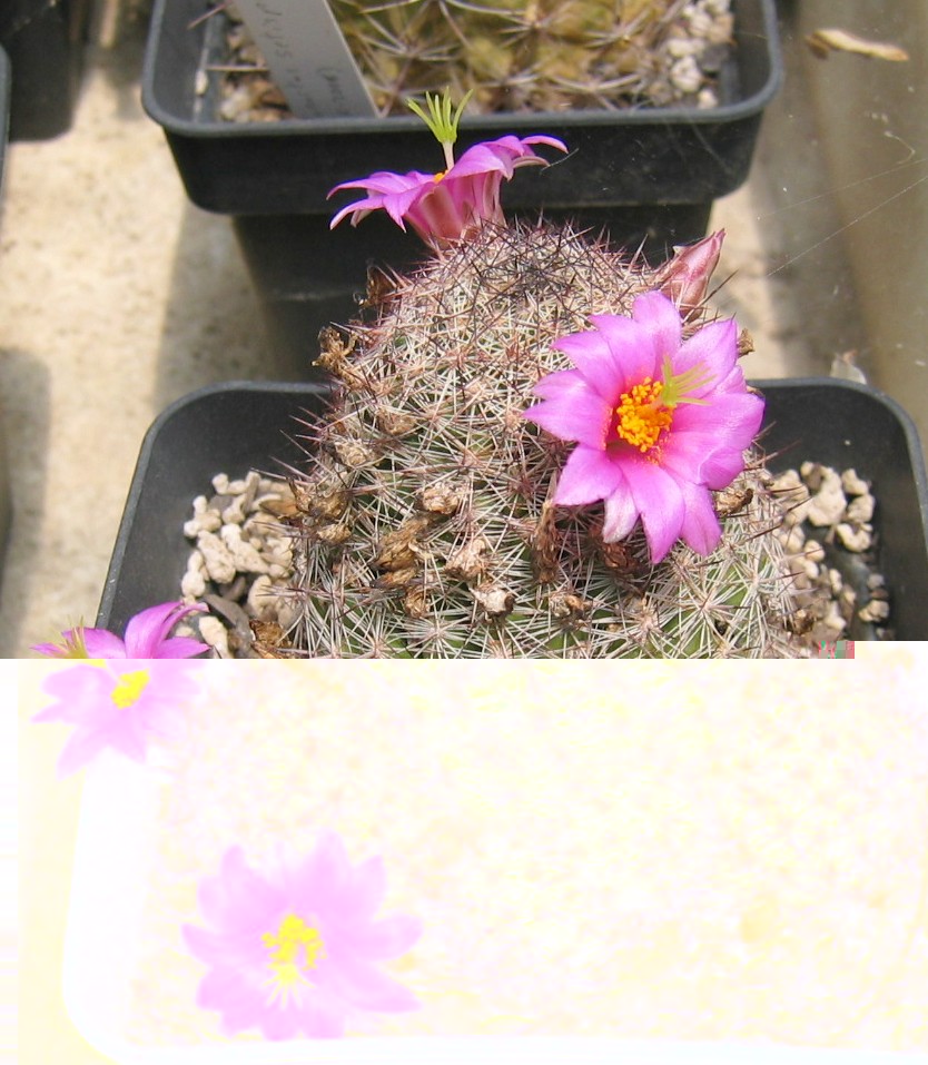 Mammillaria 18-7-2010-0004.JPG