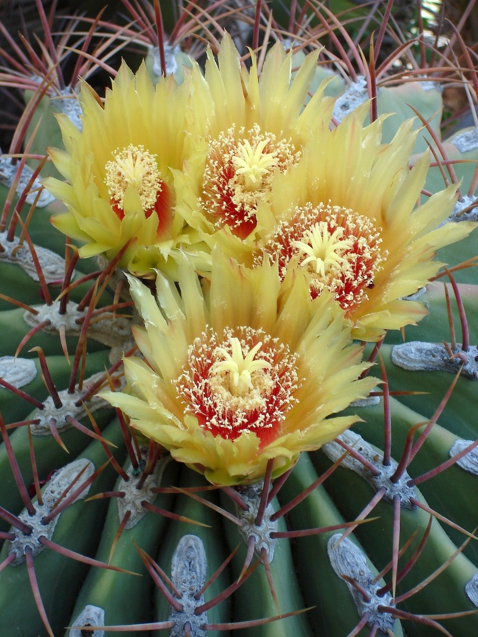 Ferocactus emoryi 280710 005 [50%].jpg