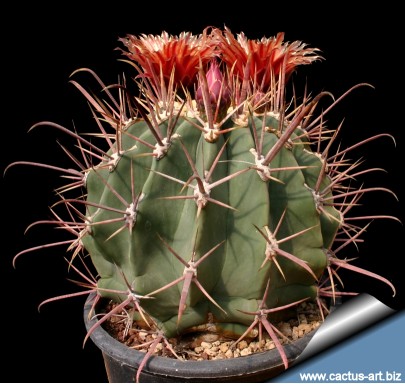 Ferocactus_californicus_810 [50%].jpg