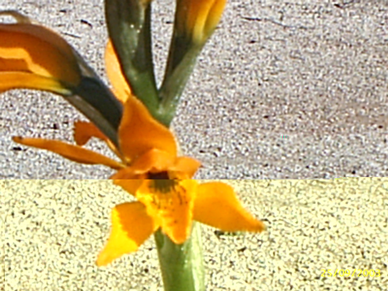 chloraea crysantha las dichas0001.JPG