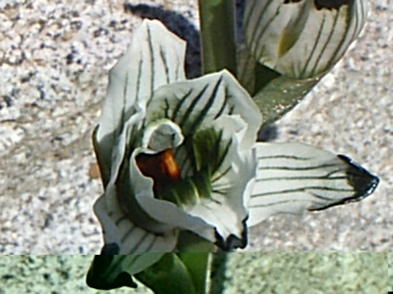 Chlores bletoides Tunquen 1020040001.JPG
