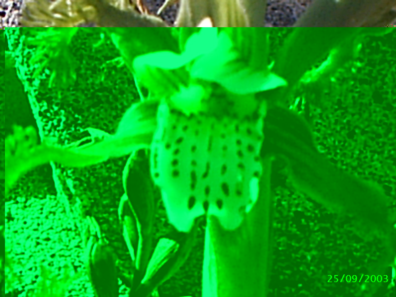 bipinnula zapallar0001.JPG