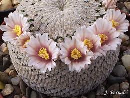 esta es una foto de una mammillaria subida aca en el foro.