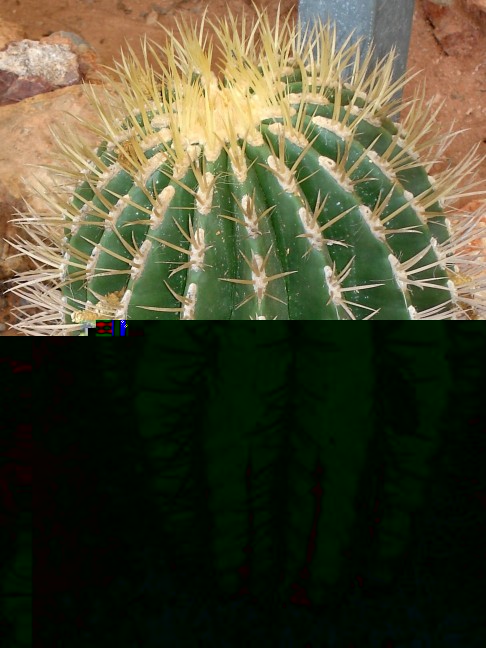 Ferocactus stainesii (pilosus) var. 190909 012 [50%] [50%].jpg