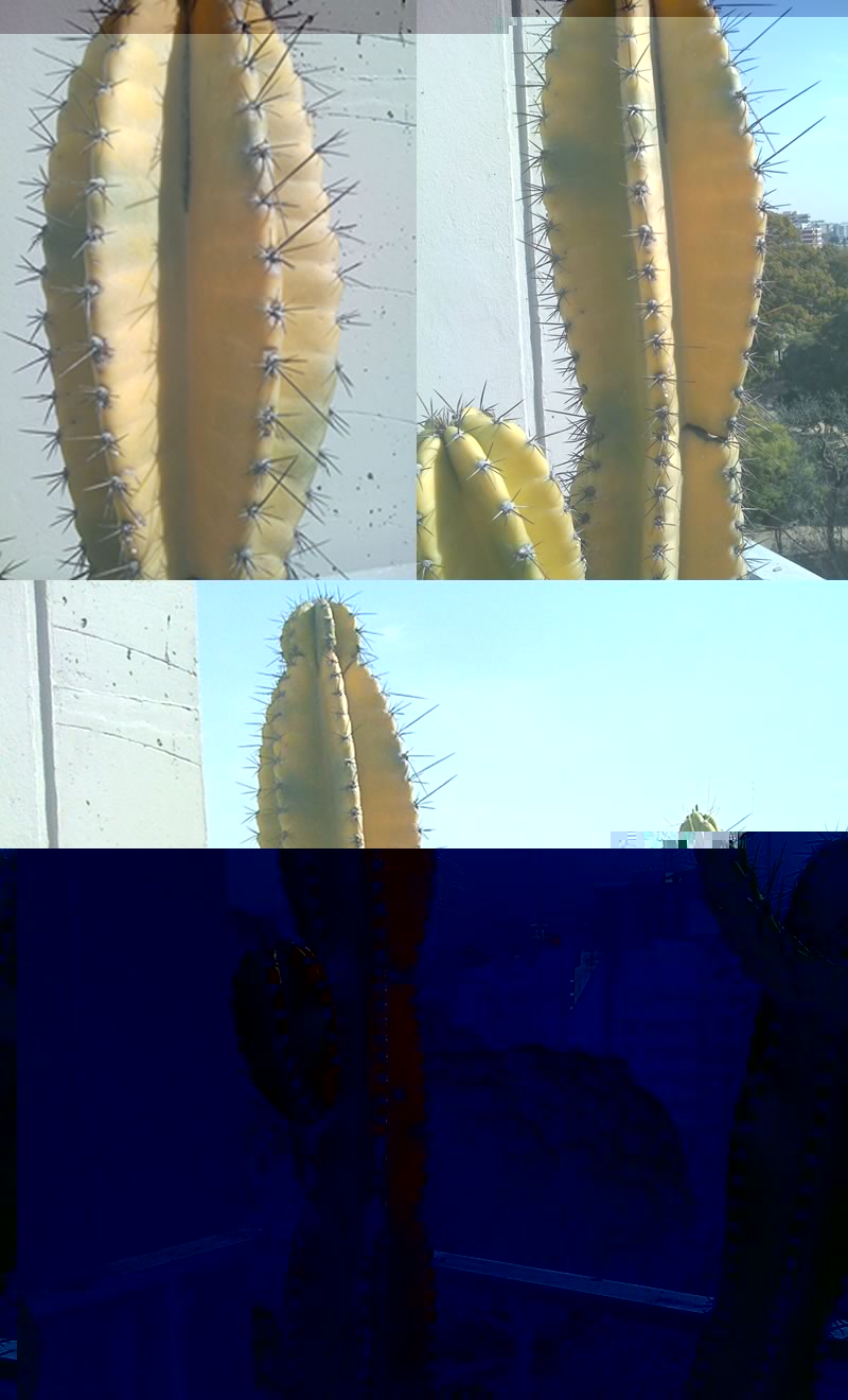 cactus_amarillo.jpg