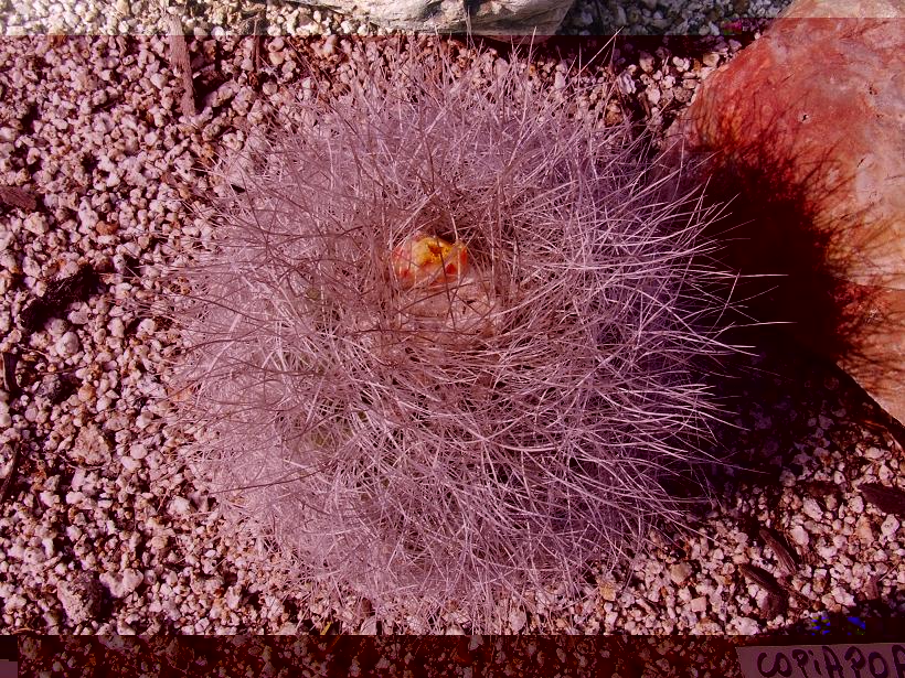 Copiapoa krainziana en El Escalante, Quillota