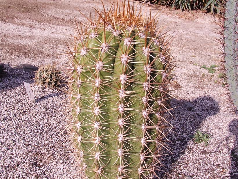 Echinopsis atacamensis normal, &quot;hermano&quot; del desordenado