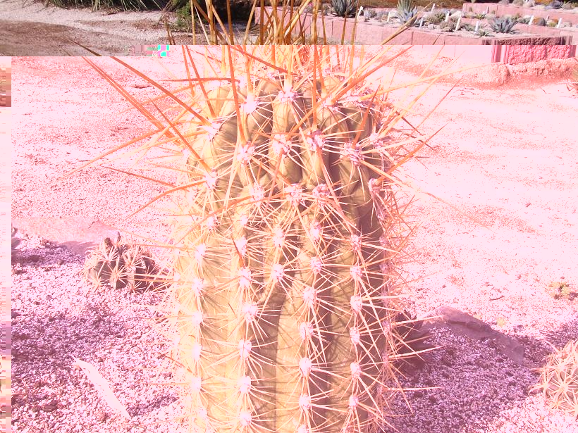 Echinopsis atacamensis &quot;desordenado&quot;