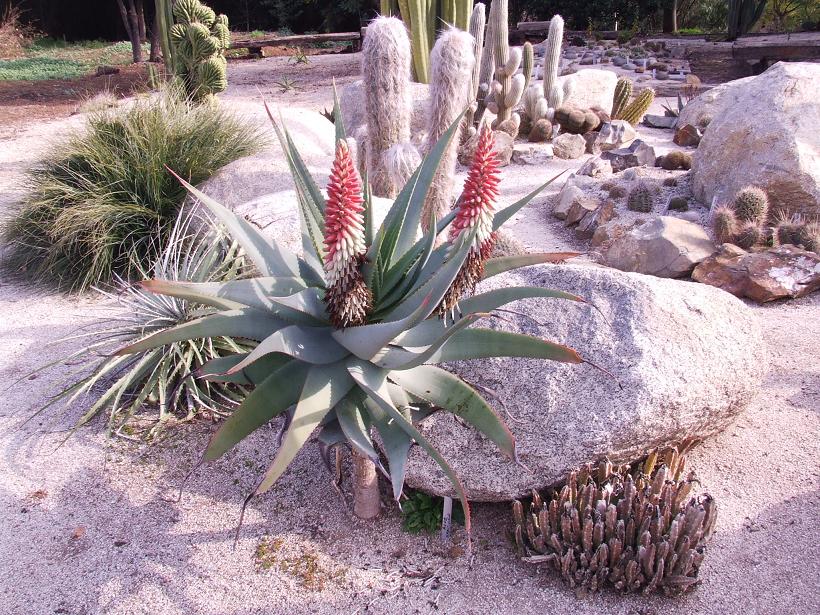 Aloe speciosa?