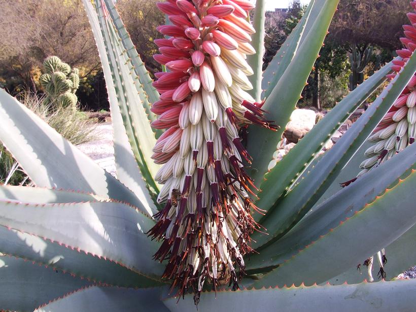 Aloe speciosa?
