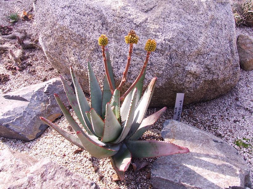 Aloe ramosisima?