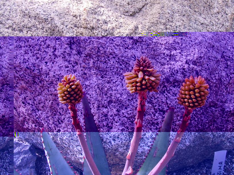 Aloe ramosisima?
