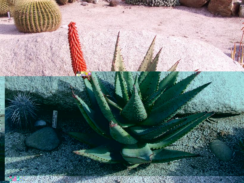 Aloe ferox?