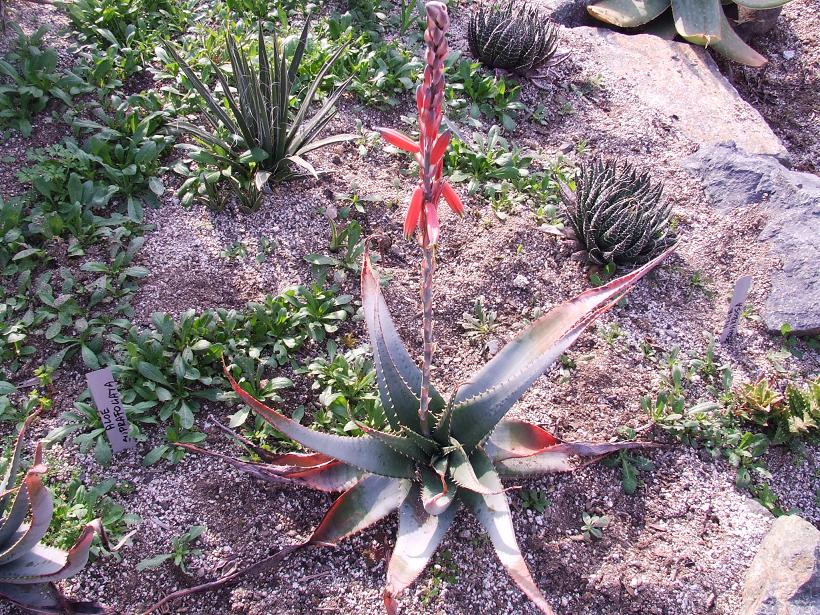 Aloe suprafoliata?