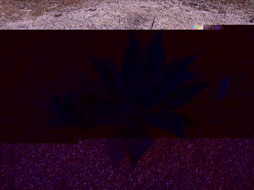 Agave sp  1 (no es A. americana)