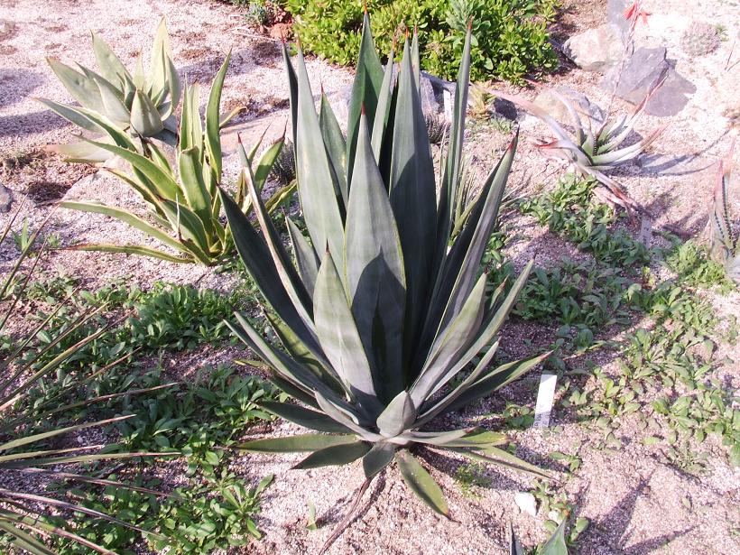 Agave sp 2